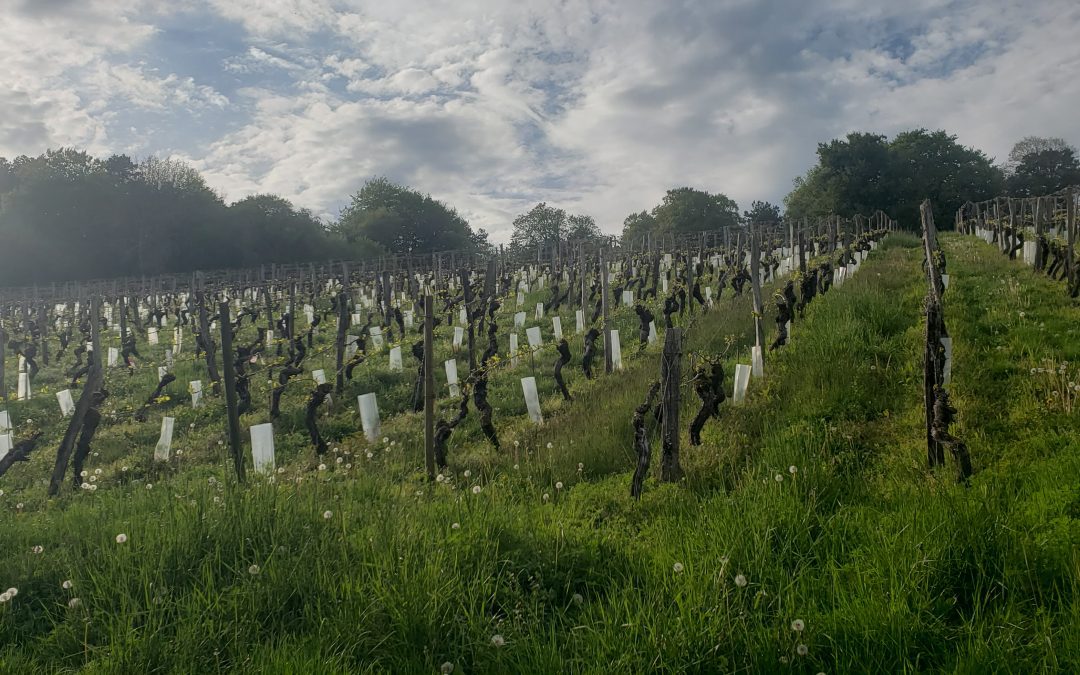 La vigne & le vin en Meuse, des origines à aujourd’hui…