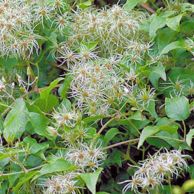 La clématite, belle à tresser