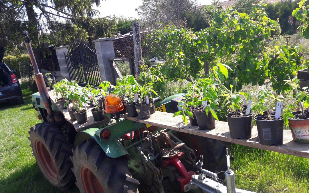 Plantothèque : troc de légumes, fleurs, aromatiques…