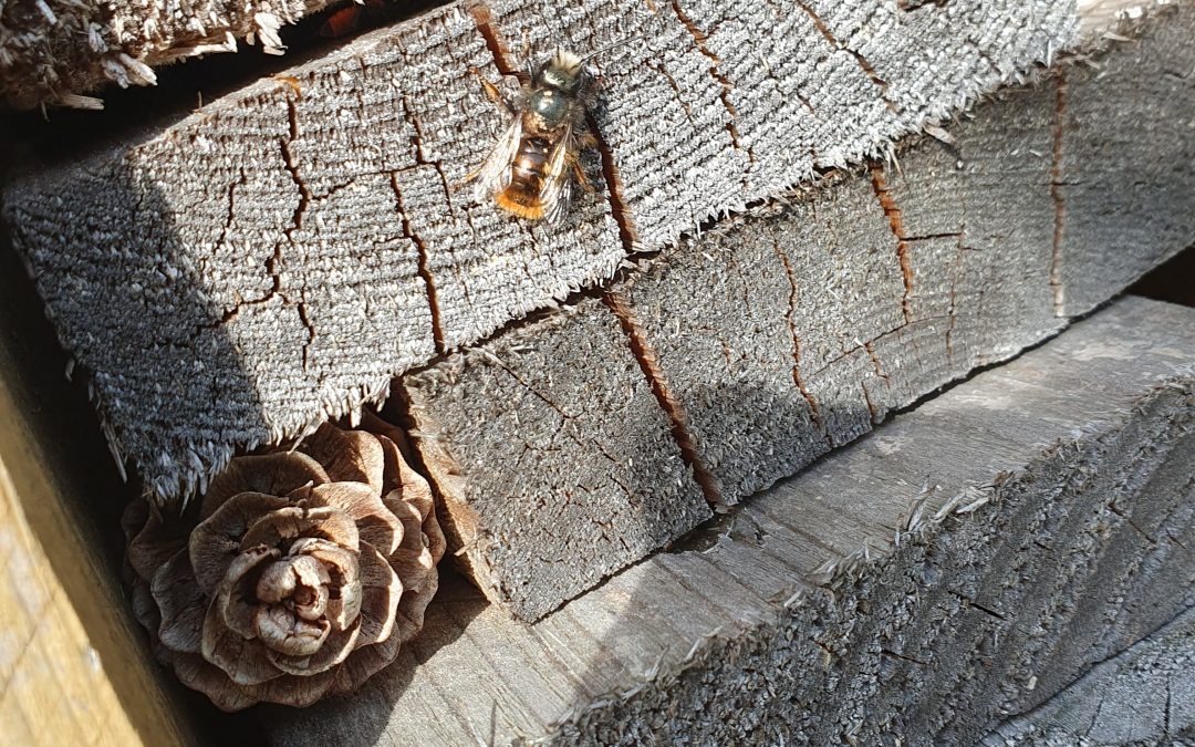 Les osmies à la loupe