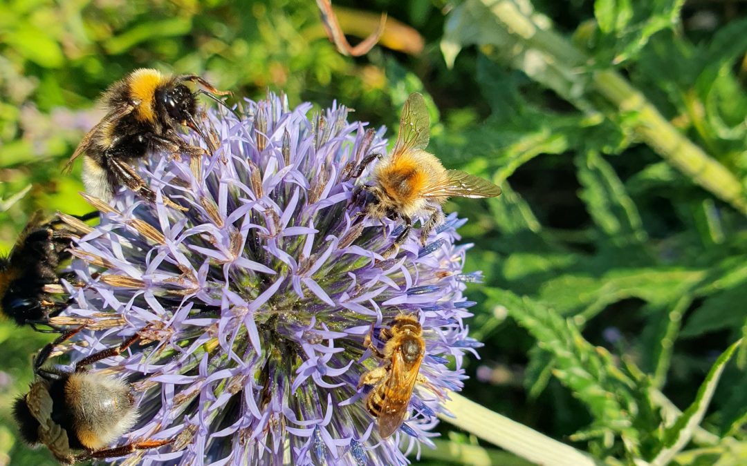 Des plantes pour nos abeilles