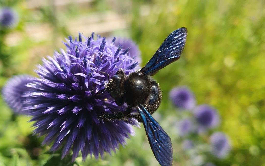 Les abeilles sauvages à la loupe
