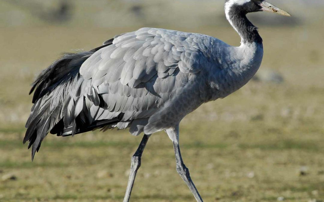 La grue cendrée, cette grande migratrice