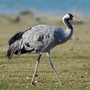 crédit photo C.Tomasson